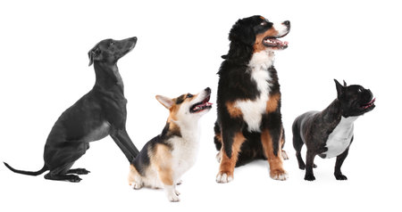 Cute dogs looking at something on white backgroundの写真素材