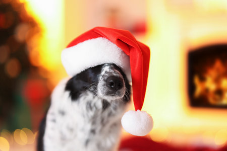 Cute dog in Santa hat indoors, space for text. Christmas atmosphereの写真素材
