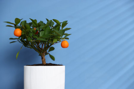 Potted tangerine tree near blue wall indoors, space for textの写真素材