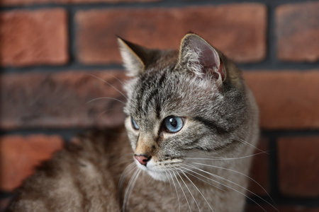Cute cat near brick wall at homeの写真素材