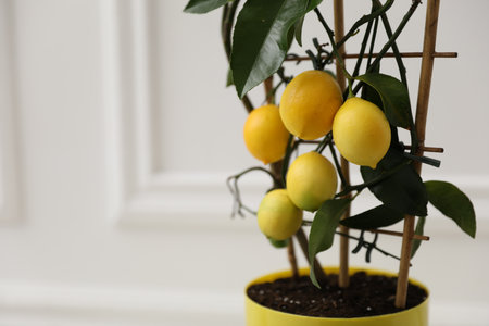 Potted lemon tree with ripe fruits near white wall indoors, closeup. Space for textの写真素材