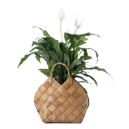 Beautiful spathiphyllum (peace lily) houseplant with flowers in basket isolated on whiteの写真素材