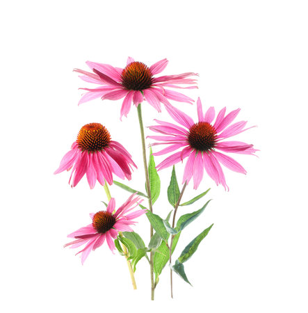 Echinacea flowers on white background. Medicinal plantの写真素材