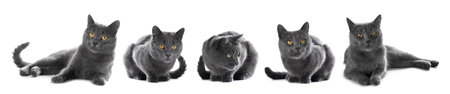 Cute gray cat on white background, set of photosの写真素材