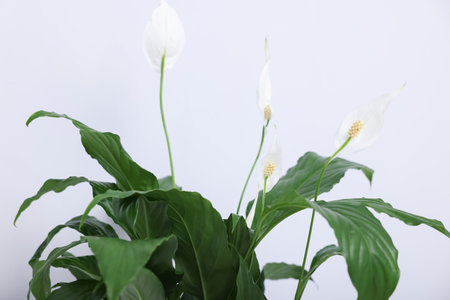 Beautiful spathiphyllum (peace lily) houseplant with flowers on light background, closeupの写真素材