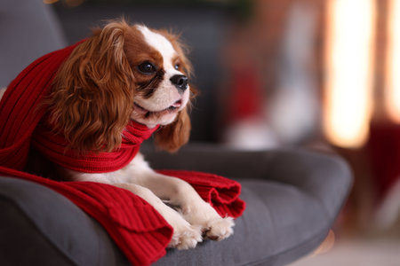 Cute dog with red scarf on armchair in room decorated for Christmas, space for textの写真素材