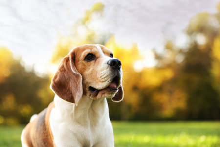 Cute Beagle dog in autumn park, space for textの写真素材