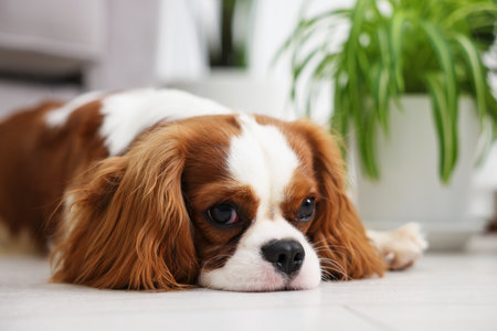 Cute dog and green houseplant at homeの写真素材