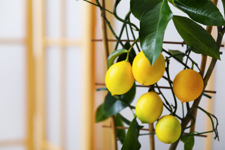 Lemon tree with ripe fruits indoors, closeup. Space for textの写真素材