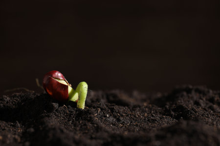 Sprouted bean in soil on dark background, closeup. Space for textの写真素材