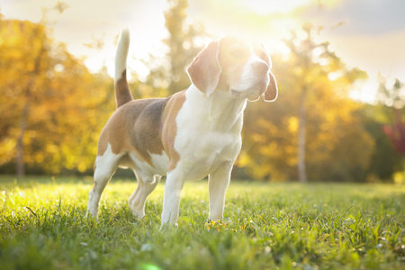 Cute Beagle dog in autumn park on sunny day, space for textの写真素材