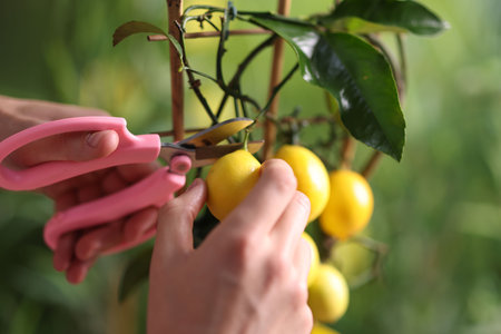 Man picking lemons from tree outdoors, closeup