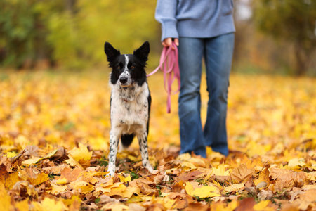 Woman walking her cute dog in autumn park, closeupの写真素材