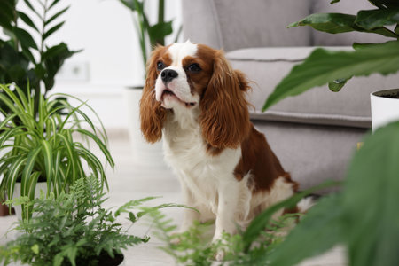 Cute dog and green houseplants at homeの写真素材