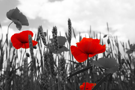 Beautiful poppy flowers blooming in field. Black-and-white toning with red color accentの写真素材