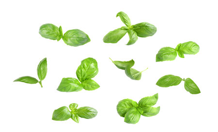 Fresh green basil leaves on white background, collageの写真素材