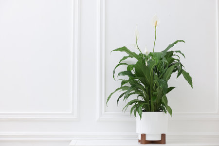 Beautiful spathiphyllum (peace lily) houseplant with flowers on table near white wall. Space for textの写真素材