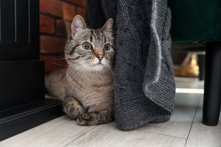 Cute cat near brick wall at homeの写真素材