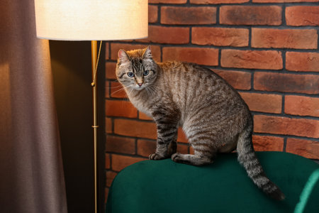 Cute cat on armchair near brick wall indoorsの写真素材