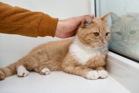 Man stroking his cute ginger cat near window indoors, closeup
