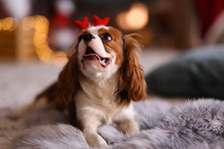 Cute dog in funny headband on floor at home. Christmas atmosphereの写真素材