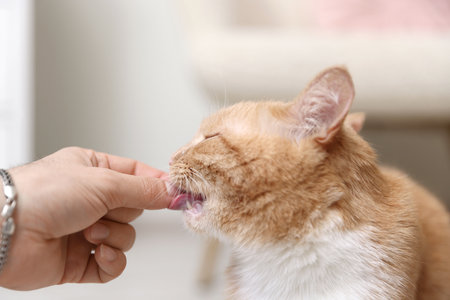 Man feeding his cute ginger cat at home, closeupの写真素材