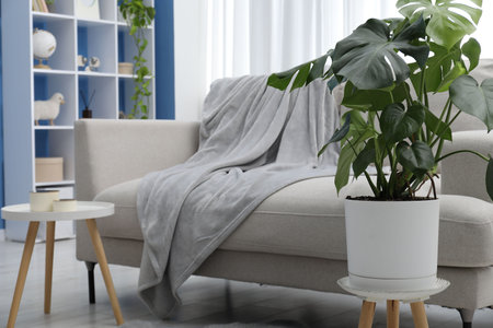 Stylish room with monstera houseplant near comfortable sofa. Interior designの写真素材