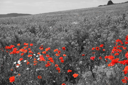 Beautiful poppy flowers blooming in field. Black-and-white toning with red color accentの写真素材