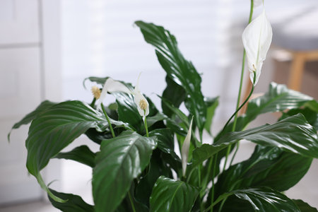Beautiful spathiphyllum (peace lily) houseplant with flowers indoors, closeupの写真素材
