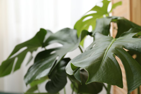 Beautiful monstera houseplant with green leaves indoors, closeupの写真素材