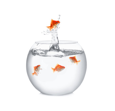 Goldfish jumping out of glass bowl against white backgroundの写真素材