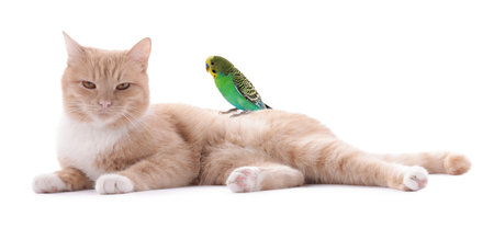 Parrot and cat isolated on white. Cute petsの写真素材