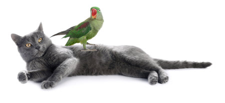 Parrot and cat isolated on white. Cute petsの写真素材
