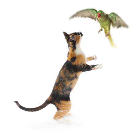Parrot and cat playing on white background. Cute petsの写真素材