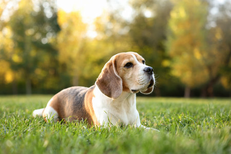 Cute Beagle dog on green grass in autumn parkの写真素材
