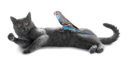 Parrot and cat isolated on white. Cute petsの写真素材