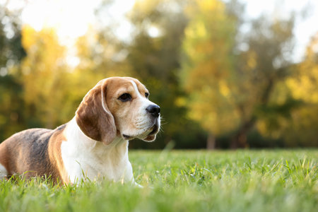 Cute Beagle dog on green grass in autumn park, space for textの写真素材