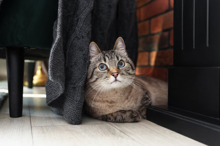 Cute cat near brick wall at homeの写真素材
