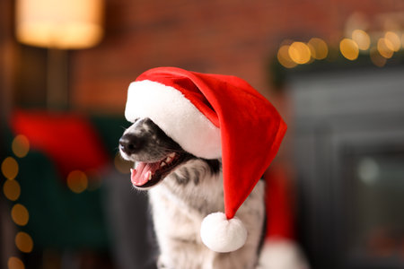 Cute dog with Santa hat at home. Christmas atmosphereの写真素材