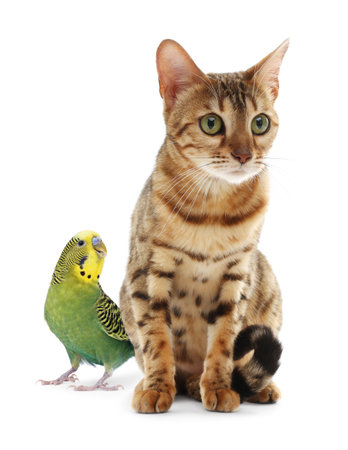 Parrot and cat isolated on white. Cute petsの写真素材