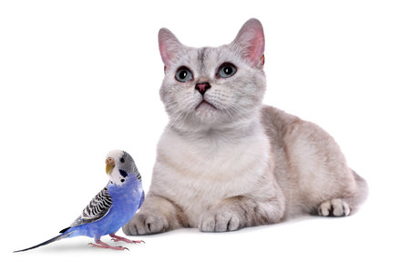 Parrot and cat isolated on white. Cute petsの写真素材