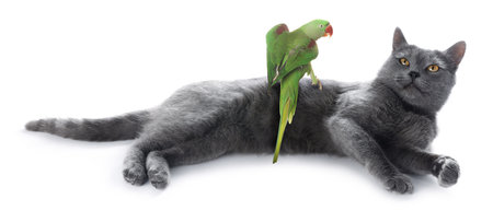 Parrot and cat isolated on white. Cute petsの写真素材