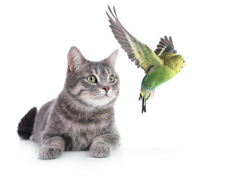 Parrot and cat playing on white background. Cute petsの写真素材