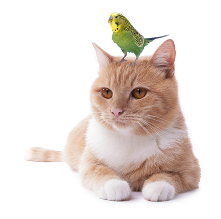Parrot and cat isolated on white. Cute petsの写真素材