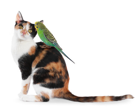 Parrot and cat isolated on white. Cute petsの写真素材
