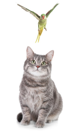 Parrot and cat playing on white background. Cute petsの写真素材