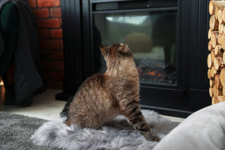 Cute cat near fireplace at home. Adorable petの写真素材
