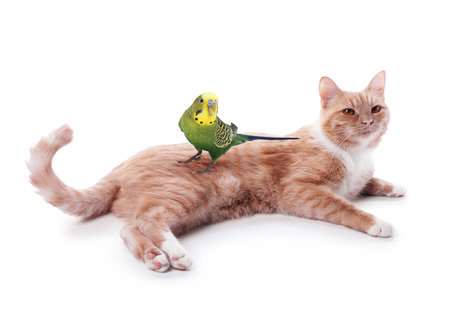 Parrot and cat isolated on white. Cute petsの写真素材