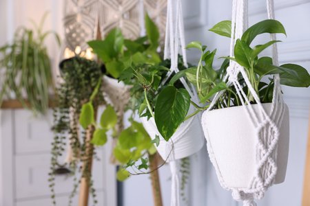 Different potted houseplants hanging from rack indoors, closeupの写真素材