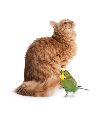 Parrot and cat isolated on white. Cute petsの写真素材